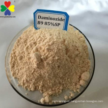 Chinese plant hormone seller Daminozide B9 85%sp/tc with top quality